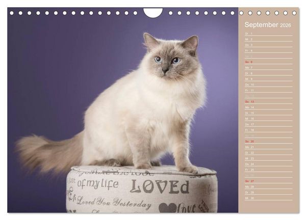 Produktbild: Zauberhafte Ragdolls / Geburtstagskalender (Wandkalender 2026 DIN A4 quer), CALVENDO Monatskalender