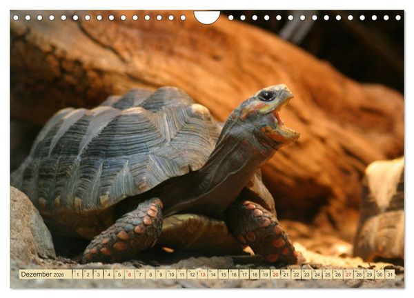 Produktbild: Schildkr&ouml;ten - Gepanzerte Urzeitwesen (Wandkalender 2026 DIN A4 quer), CALVENDO Monatskalender