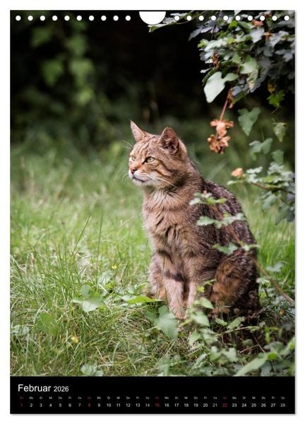 Produktbild: Wildkatzen - scheue J&auml;ger (Wandkalender 2026 DIN A4 hoch), CALVENDO Monatskalender
