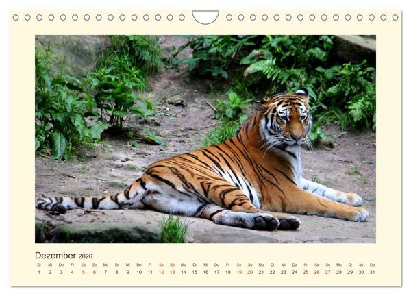 Produktbild: Sibirische Tigerportraits (Wandkalender 2026 DIN A4 quer), CALVENDO Monatskalender