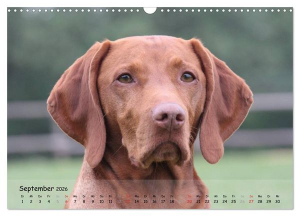 Produktbild: Magyar Vizsla - pure Lebensfreude (Wandkalender 2026 DIN A3 quer), CALVENDO Monatskalender