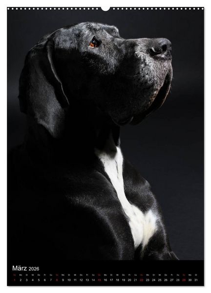 Produktbild: Faszination Deutsche Dogge (Wandkalender 2026 DIN A2 hoch), CALVENDO Monatskalender