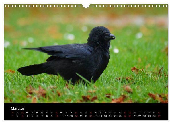 Produktbild: Das Leben der Rabenv&ouml;gel (Wandkalender 2026 DIN A3 quer), CALVENDO Monatskalender