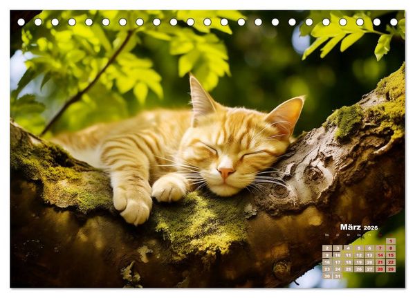 Produktbild: Lieblingsschlafpl&auml;tze (Tischkalender 2026 DIN A5 quer), CALVENDO Monatskalender