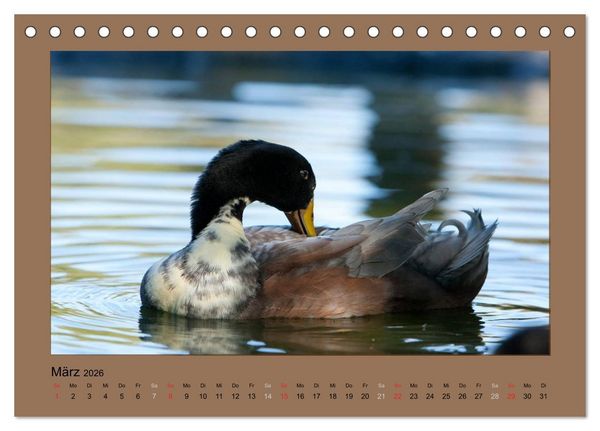 Produktbild: Laufenten immer was zu Schnattern (Tischkalender 2026 DIN A5 quer), CALVENDO Monatskalender