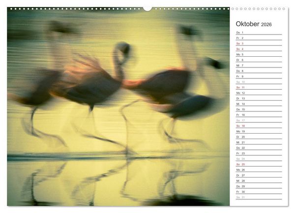 Produktbild: Flamingo Impressionen 2026 (Wandkalender 2026 DIN A2 quer), CALVENDO Monatskalender