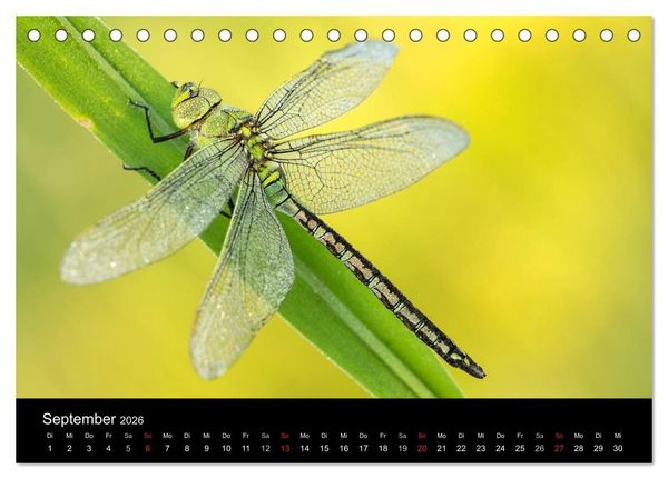 Produktbild: Libellen im Ried (Tischkalender 2026 DIN A5 quer), CALVENDO Monatskalender