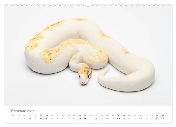 Produktbild: K&ouml;nigspythons - bunte Schlangen (Wandkalender 2027 DIN A2 quer), CALVENDO Monatskalender
