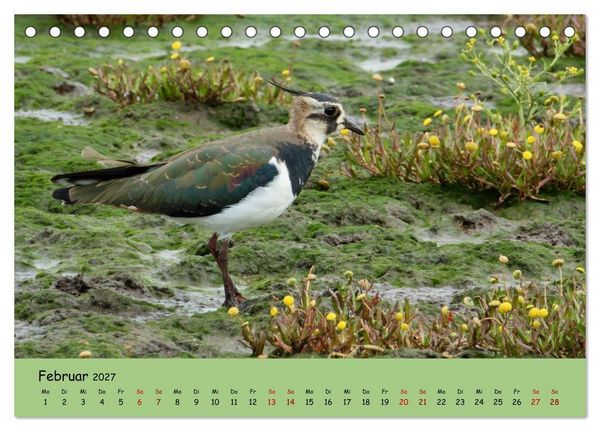 Produktbild: Faszination Zugv&ouml;gel - Rekorde in der Vogelwelt (Tischkalender 2027 DIN A5 quer), CALVENDO Monatskalender
