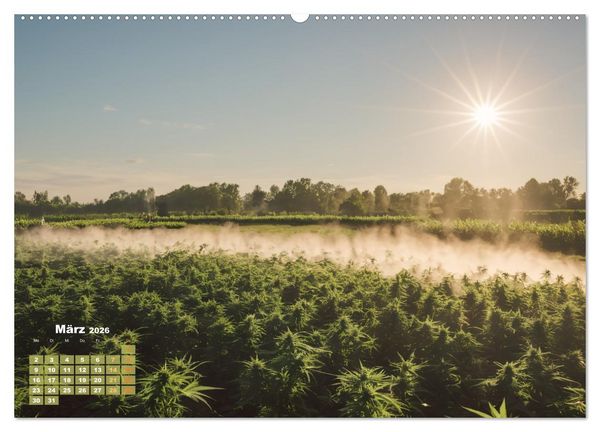 Produktbild: Wundersch&ouml;ne Cannabisfelder (hochwertiger Premium Wandkalender 2026 DIN A2 quer), Kunstdruck in Hochglanz