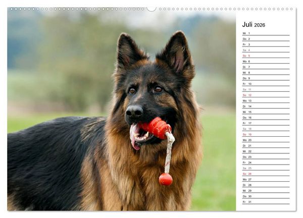 Produktbild: Zauberhafte Langhaar Sch&auml;ferhunde (hochwertiger Premium Wandkalender 2026 DIN A2 quer), Kunstdruck in Hochglanz