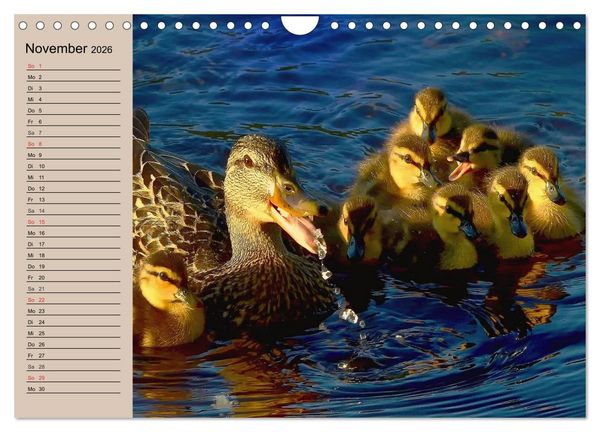 Produktbild: G&auml;nse und Enten. Schnattern, watscheln, quaken! (Wandkalender 2026 DIN A4 quer), CALVENDO Monatskalender