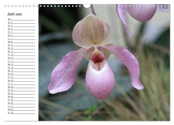 Produktbild: Prachtvolle Orchideen (Wandkalender 2026 DIN A3 quer), CALVENDO Monatskalender