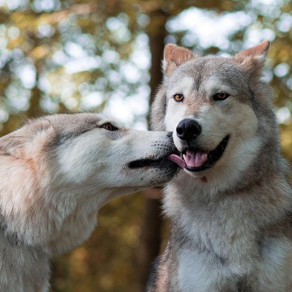 Produktbild: Wolves 2024