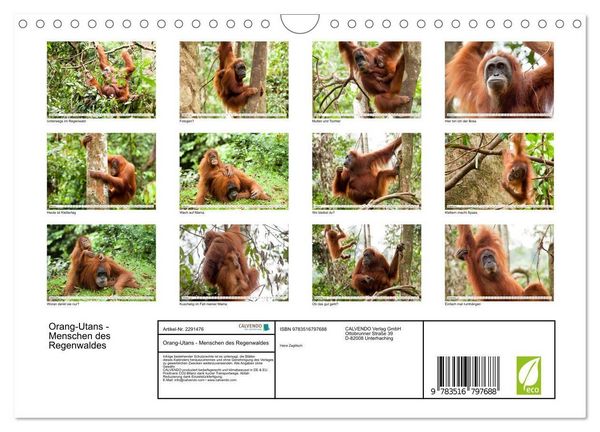 Produktbild: Orang-Utans - Menschen des Regenwaldes (Wandkalender 2027 DIN A4 quer), CALVENDO Monatskalender