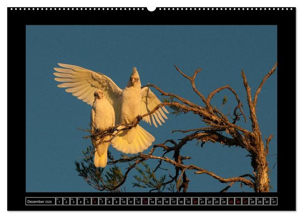 Produktbild: V&ouml;gel von "Down Under" Australien (hochwertiger Premium Wandkalender 2026 DIN A2 quer), Kunstdruck in Hochglanz