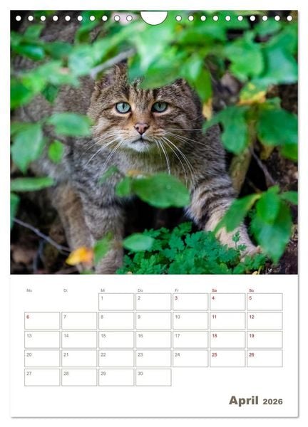 Produktbild: Europ&auml;ische Wildkatzen - Jahresplaner (Wandkalender 2026 DIN A4 hoch), CALVENDO Monatskalender