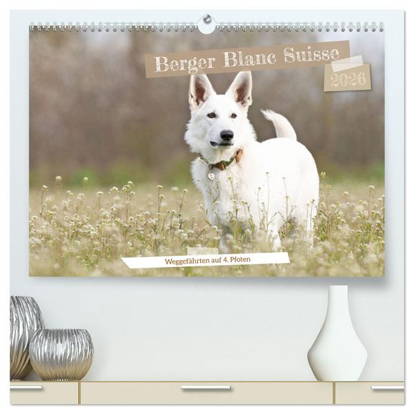 Produktbild: Berger Blanc Suisse - Weggef&auml;hrten auf 4 Pfoten (hochwertiger Premium Wandkalender 2026 DIN A2 quer), Kunstdruck in Hochglanz