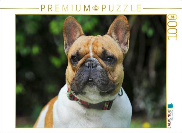 Produktbild: CALVENDO Puzzle Franz&ouml;sische Bulldogge - ein Freund f&uuml;r&acute;s Leben | 1000 Teile Lege-Gr&ouml;&szlig;e 64x48cm Foto-Puzzle f&uuml;r gl&uuml;ckliche Stunden