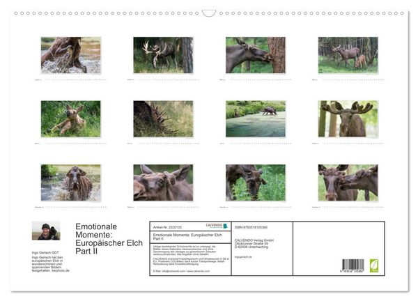 Produktbild: Emotionale Momente: Europ&auml;ischer Elch Part II (Wandkalender 2026 DIN A2 quer), CALVENDO Monatskalender