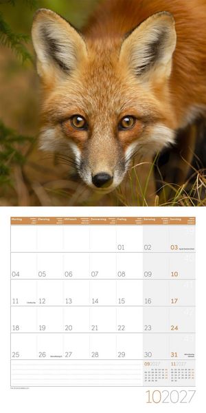 Produktbild: F&uuml;chse Kalender 2027 - 30x30 - Art12