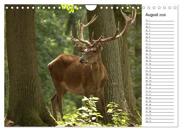 Produktbild: Hirsche (Wandkalender 2026 DIN A4 quer), CALVENDO Monatskalender