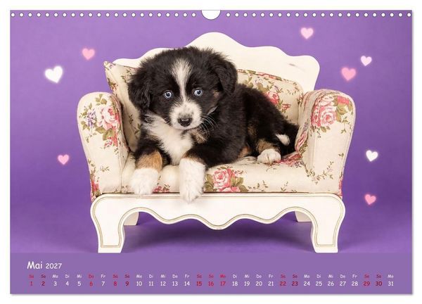 Produktbild: Mini Australian Shepherd, eine ganz besondere Rasse (Wandkalender 2027 DIN A3 quer), CALVENDO Monatskalender