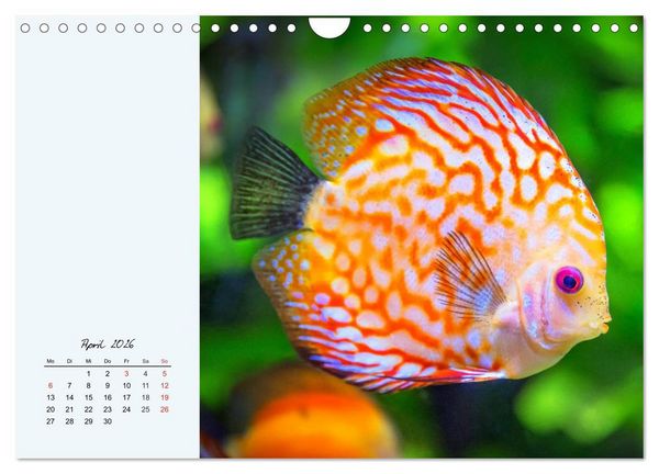 Produktbild: Diskusfische. Die bezaubernden Lieblinge vieler Aquarianer (Wandkalender 2026 DIN A4 quer), CALVENDO Monatskalender
