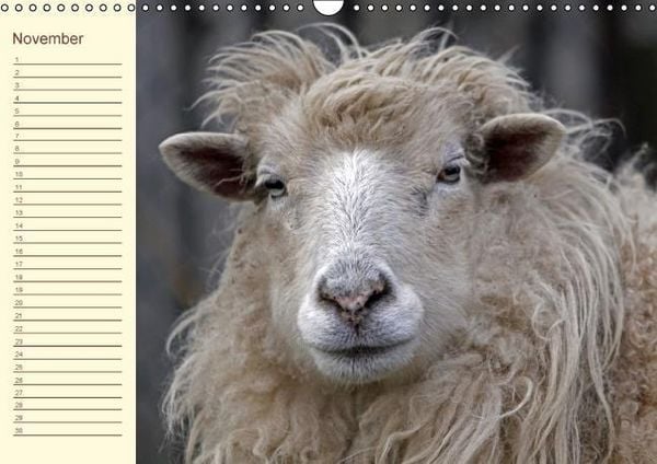 Produktbild: Der wollige Geburtstagskalender (Wandkalender immerw&auml;hrend DIN A3 quer)