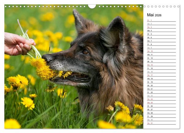 Produktbild: Zauberhafte Langhaar Sch&auml;ferhunde (Wandkalender 2026 DIN A3 quer), CALVENDO Monatskalender
