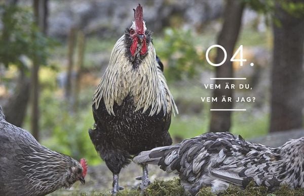 Produktbild: Wie Tiere f&uuml;hlen