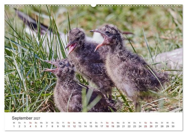 Produktbild: Halbinsel Eiderstedt - Momente der Natur (Wandkalender 2027 DIN A2 quer), CALVENDO Monatskalender