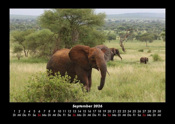 Produktbild: Der Elefantenkalender 2026 Fotokalender DIN A3