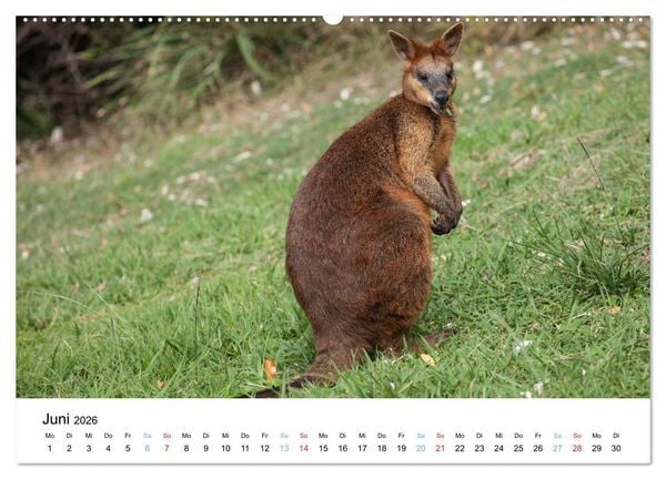 Produktbild: Australiens wunderbare Tiere (Wandkalender 2026 DIN A2 quer), CALVENDO Monatskalender