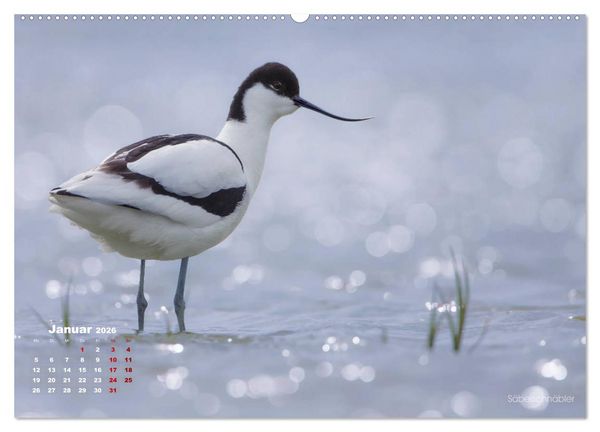 Produktbild: Wattv&ouml;gel an der Friesischen IJsselmeerk&uuml;ste (Wandkalender 2026 DIN A2 quer), CALVENDO Monatskalender