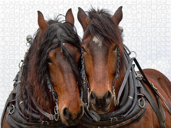 Produktbild: CALVENDO Puzzle Ein Motiv aus dem Kalender Zugpferde bei der Feldarbeit | 1000 Teile Lege-Gr&ouml;&szlig;e 64x48cm Foto-Puzzle f&uuml;r gl&uuml;ckliche Stunden