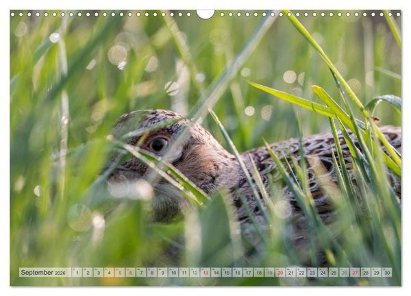 Produktbild: Emotionale Momente: Der Jagdfasan. (Wandkalender 2026 DIN A3 quer), CALVENDO Monatskalender