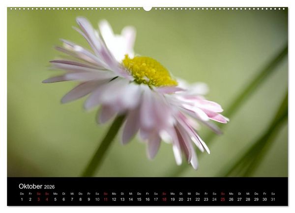 Produktbild: Blumige Farben (Wandkalender 2026 DIN A2 quer), CALVENDO Monatskalender