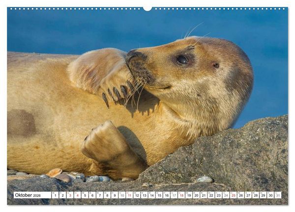 Produktbild: Kegelrobben hautnah (hochwertiger Premium Wandkalender 2026 DIN A2 quer), Kunstdruck in Hochglanz