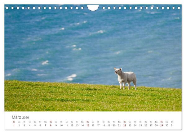 Produktbild: Schafe - Weich und wollig (Wandkalender 2026 DIN A4 quer), CALVENDO Monatskalender