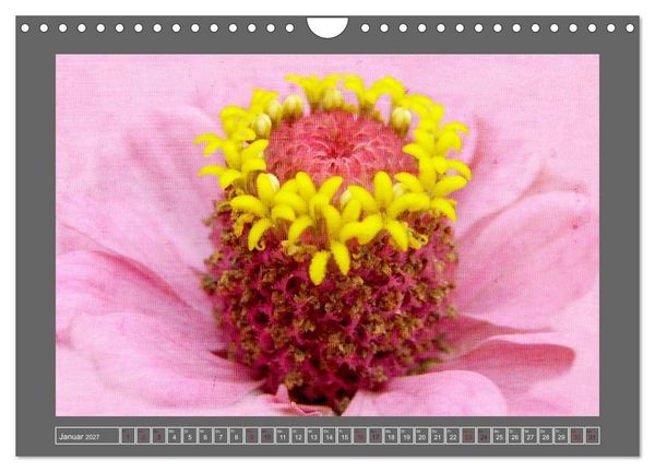 Produktbild: Blumen f&uuml;r dich (Wandkalender 2027 DIN A4 quer), CALVENDO Monatskalender