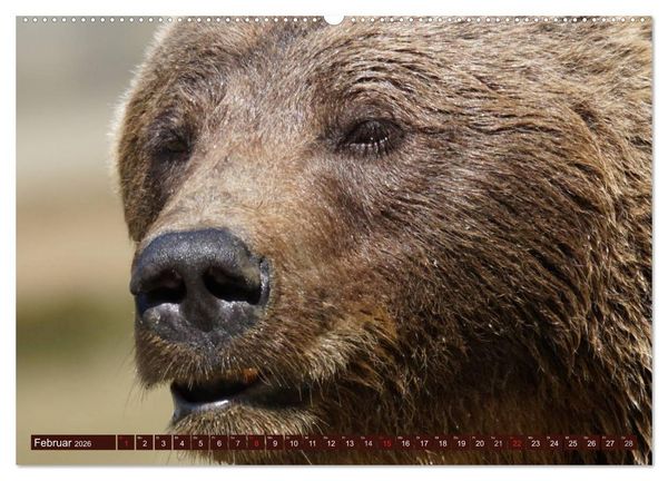 Produktbild: B&auml;ren. Unterwegs mit Meister Petz (hochwertiger Premium Wandkalender 2026 DIN A2 quer), Kunstdruck in Hochglanz
