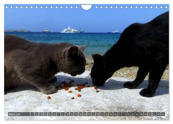 Produktbild: SAMTPFOTEN auf Mykonos (Wandkalender 2026 DIN A4 quer), CALVENDO Monatskalender