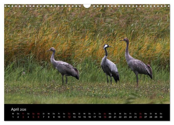 Produktbild: Kraniche (Wandkalender 2026 DIN A3 quer), CALVENDO Monatskalender
