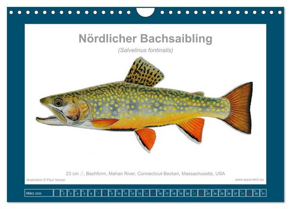 Produktbild: Fisch als Kunst 2026: Amerikanische Saiblinge (Wandkalender 2026 DIN A4 quer), CALVENDO Monatskalender