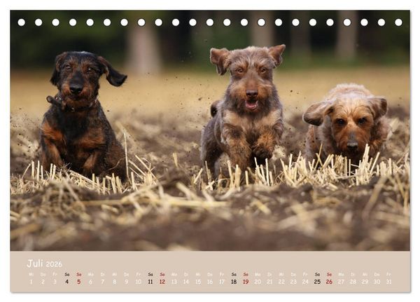 Produktbild: Dackel - lustige Gesellen auf kurzen Beinchen (Tischkalender 2026 DIN A5 quer), CALVENDO Monatskalender