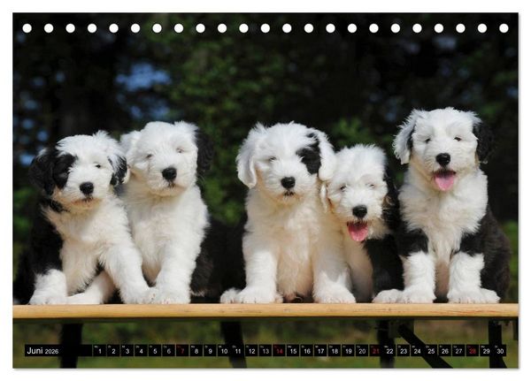 Produktbild: Traumhund Bobtail (Tischkalender 2026 DIN A5 quer), CALVENDO Monatskalender