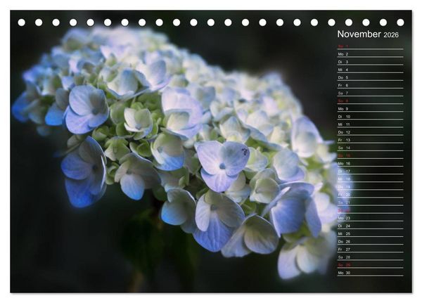 Produktbild: Die Hortensie und ihre vielen Gesichter (Tischkalender 2026 DIN A5 quer), CALVENDO Monatskalender