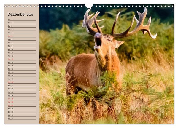 Produktbild: Rotwild. Edle Hirsche, stolze K&uuml;he (Wandkalender 2026 DIN A3 quer), CALVENDO Monatskalender