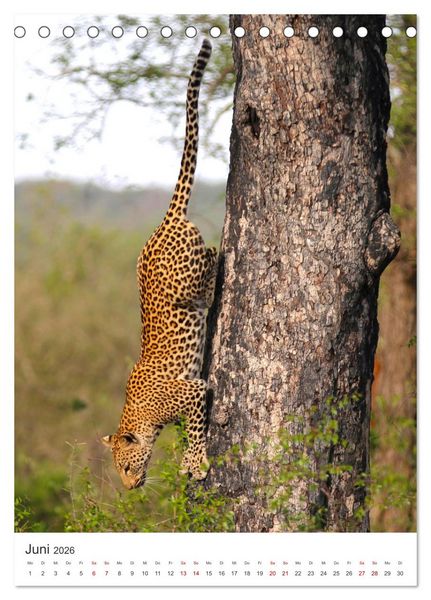 Produktbild: Leoparden - Die Beute im Visier. (Tischkalender 2026 DIN A5 hoch), CALVENDO Monatskalender